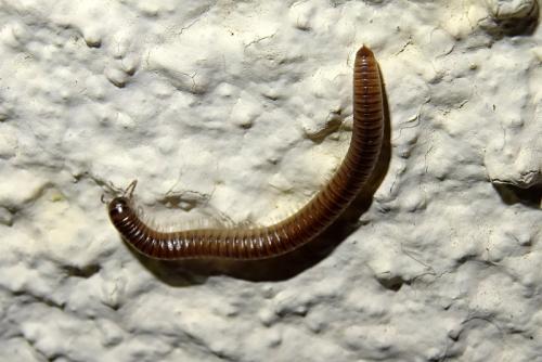 Cylindroiulus punctatus